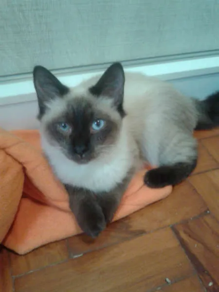Gato ra a Siamês idade 2 a 6 meses nome ELVIS