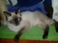 ELVIS