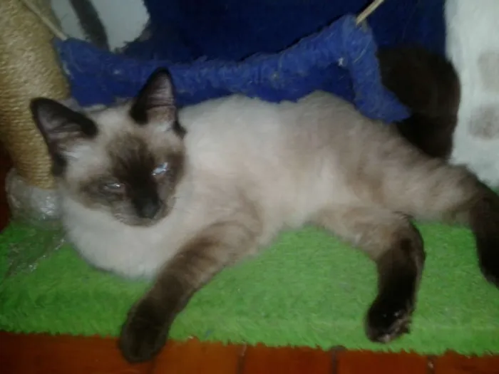 Gato ra a Siamês idade 2 a 6 meses nome ELVIS