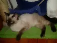 ELVIS