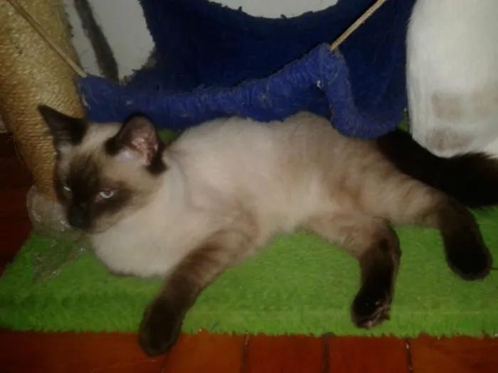 Gato ra a Siamês idade 2 a 6 meses nome ELVIS