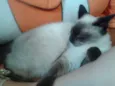 ELVIS