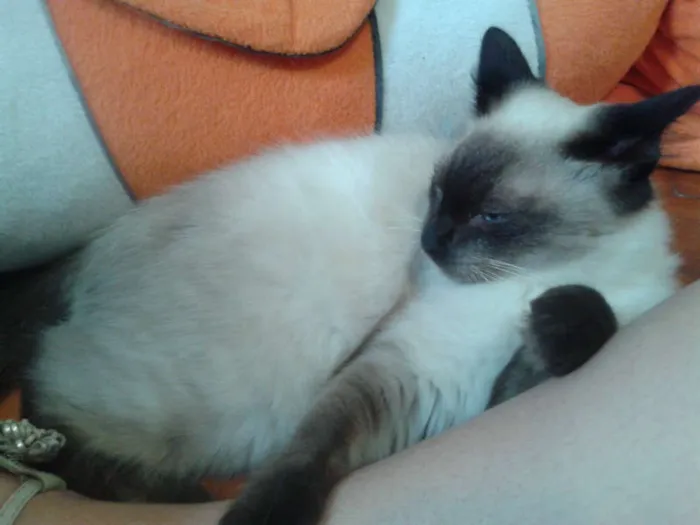 Gato ra a Siamês idade 2 a 6 meses nome ELVIS