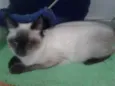 ELVIS
