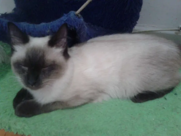 Gato ra a Siamês idade 2 a 6 meses nome ELVIS