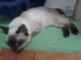 ELVIS