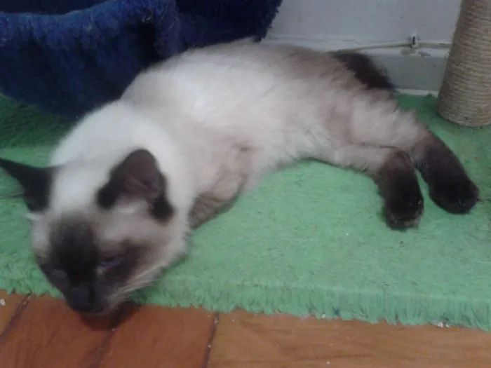 Gato ra a Siamês idade 2 a 6 meses nome ELVIS