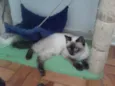 ELVIS