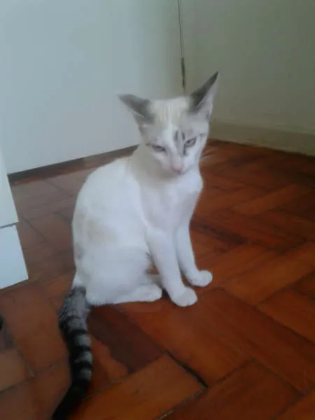 Gato ra a SRD idade 2 a 6 meses nome MARYLIN