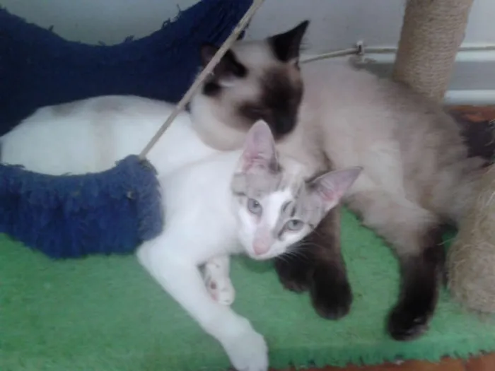 Gato ra a SRD idade 2 a 6 meses nome MARYLIN