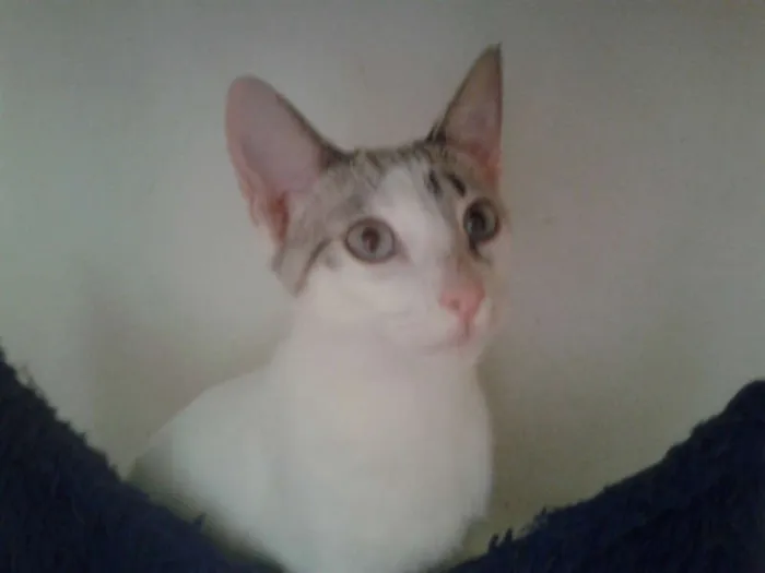 Gato ra a SRD idade 2 a 6 meses nome MARYLIN