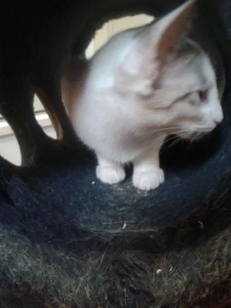 Gato ra a SRD idade 2 a 6 meses nome MARYLIN