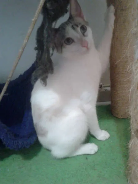 Gato ra a SRD idade 2 a 6 meses nome MARYLIN
