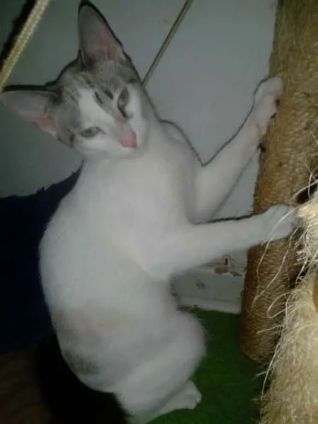 Gato ra a SRD idade 2 a 6 meses nome MARYLIN