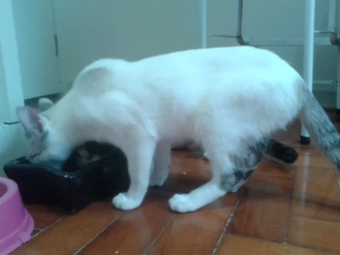 Gato ra a SRD idade 2 a 6 meses nome MARYLIN