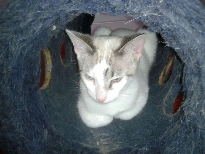 Gato ra a SRD idade 2 a 6 meses nome MARYLIN