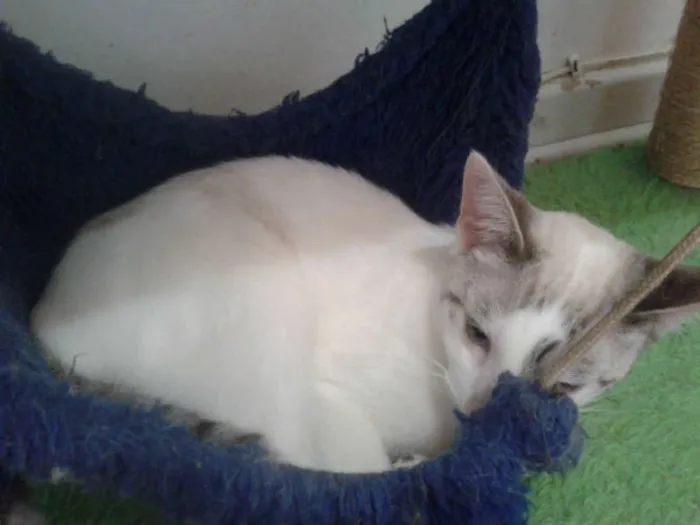 Gato ra a SRD idade 2 a 6 meses nome MARYLIN