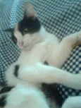 ELIS