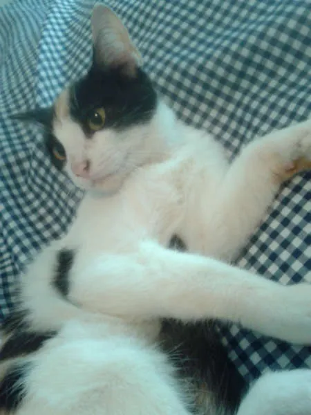 Gato ra a SRD idade 2 a 6 meses nome ELIS