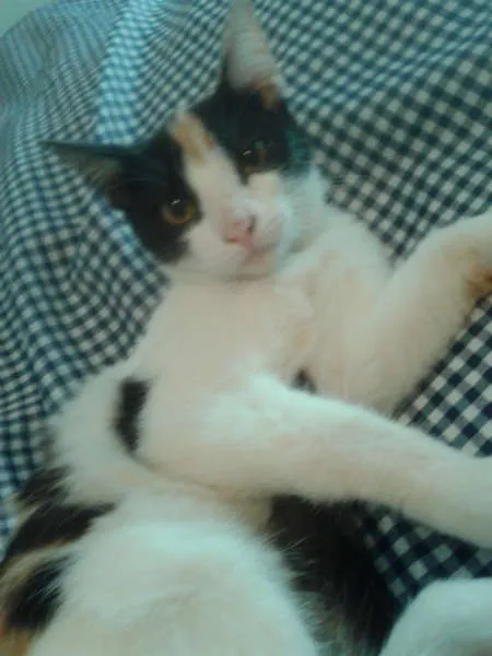 Gato ra a SRD idade 2 a 6 meses nome ELIS