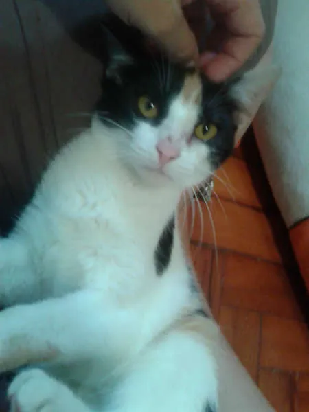 Gato ra a SRD idade 2 a 6 meses nome ELIS