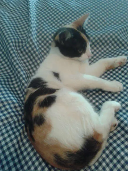 Gato ra a SRD idade 2 a 6 meses nome ELIS