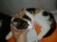 ELIS