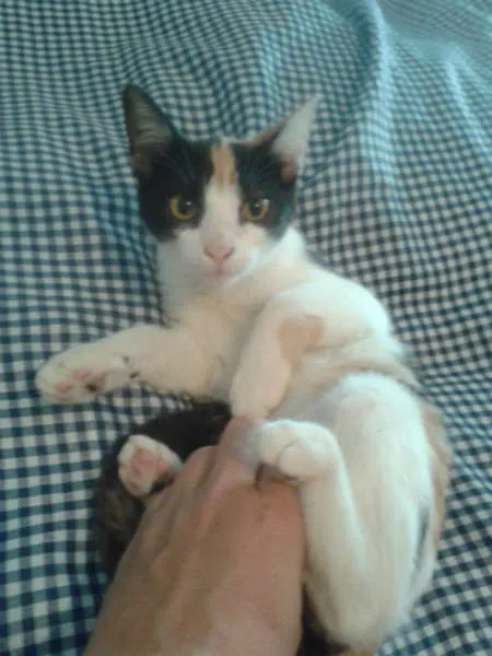 Gato ra a SRD idade 2 a 6 meses nome ELIS