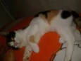ELIS