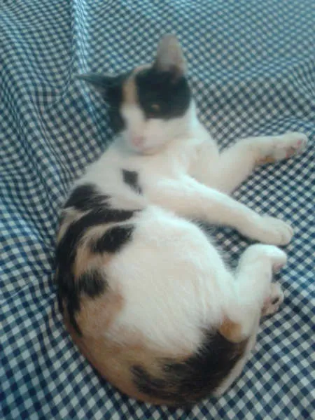 Gato ra a SRD idade 2 a 6 meses nome ELIS