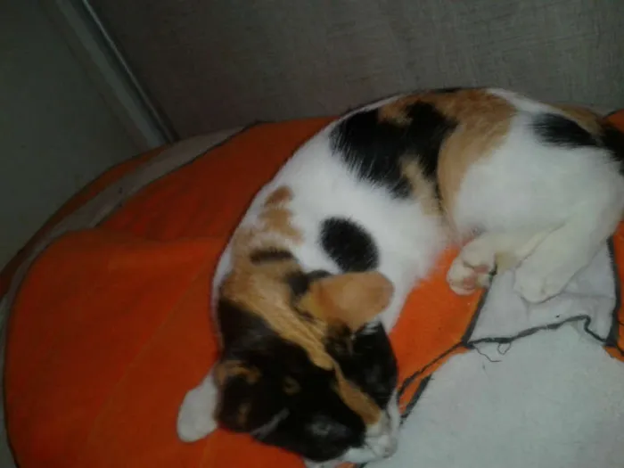 Gato ra a SRD idade 2 a 6 meses nome ELIS