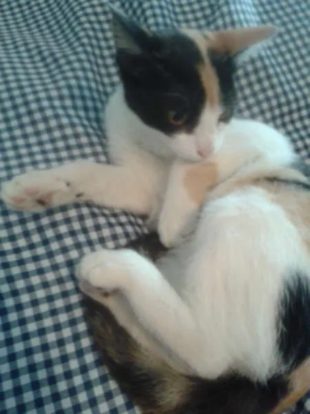 Gato ra a SRD idade 2 a 6 meses nome ELIS
