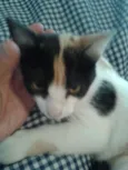 ELIS