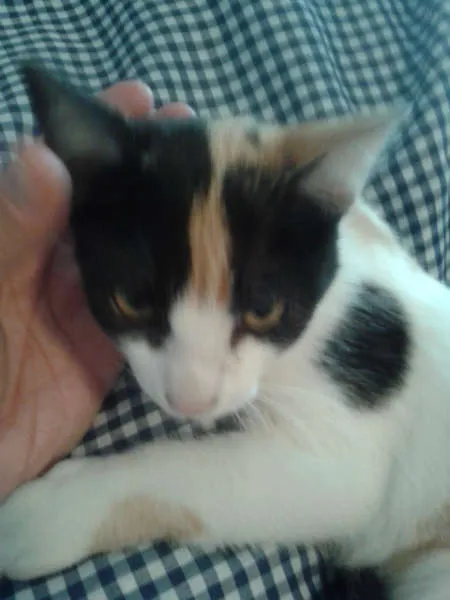 Gato ra a SRD idade 2 a 6 meses nome ELIS
