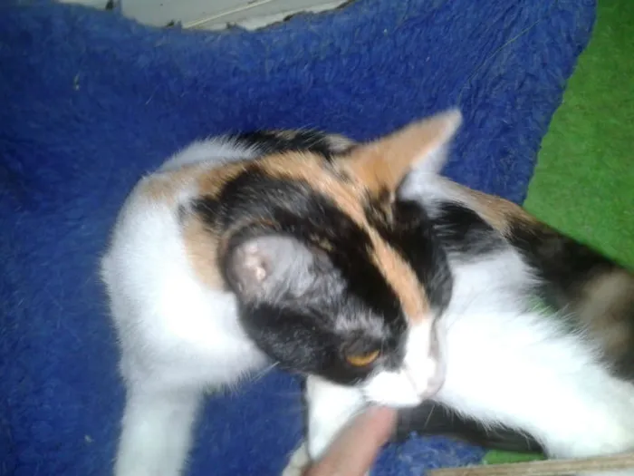 Gato ra a SRD idade 2 a 6 meses nome ELIS