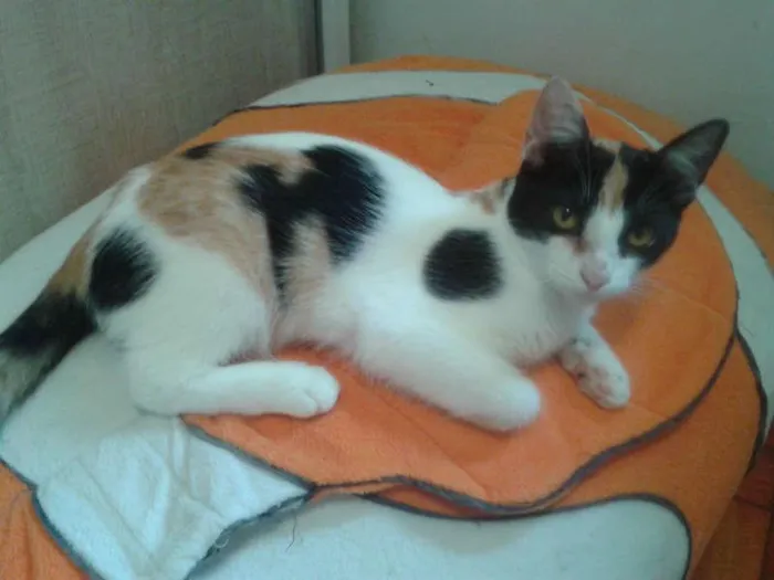 Gato ra a SRD idade 2 a 6 meses nome ELIS