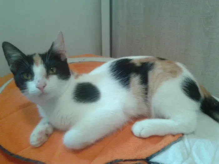 Gato ra a SRD idade 2 a 6 meses nome ELIS