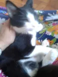 MAGOO