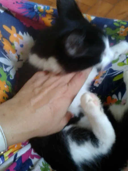 Gato ra a SRD idade 2 a 6 meses nome MAGOO