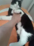 MAGOO