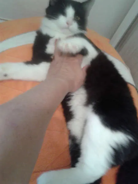Gato ra a SRD idade 2 a 6 meses nome MAGOO