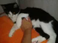 MAGOO