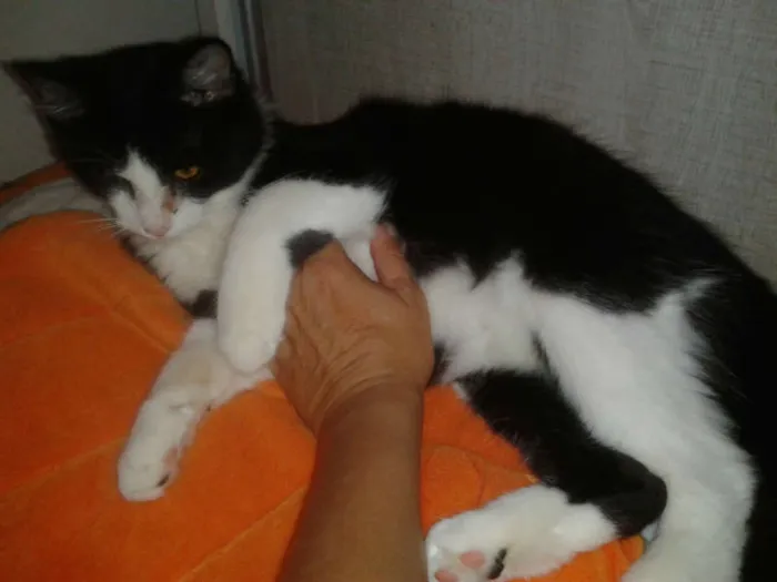 Gato ra a SRD idade 2 a 6 meses nome MAGOO