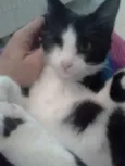 MAGOO