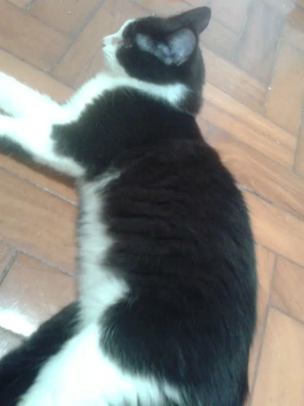 Gato ra a SRD idade 2 a 6 meses nome MAGOO