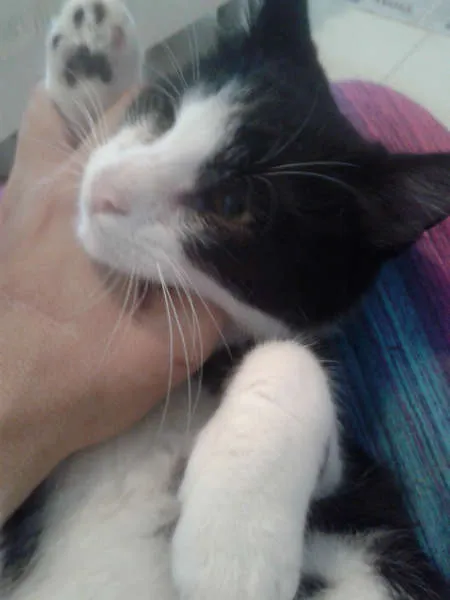 Gato ra a SRD idade 2 a 6 meses nome MAGOO