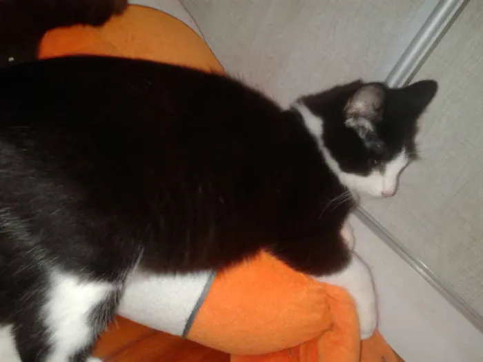 Gato ra a SRD idade 2 a 6 meses nome MAGOO