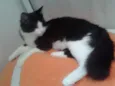 MAGOO