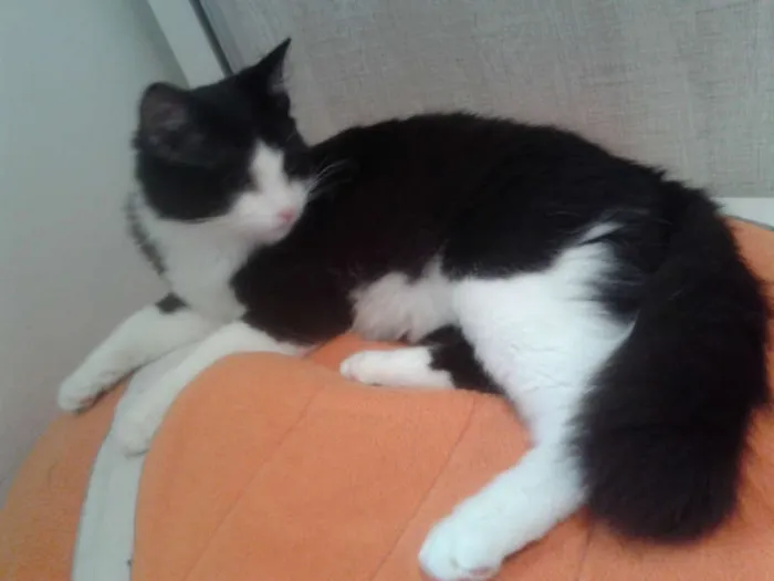 Gato ra a SRD idade 2 a 6 meses nome MAGOO
