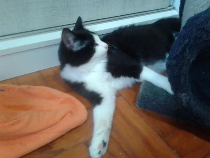 Gato ra a SRD idade 2 a 6 meses nome MAGOO